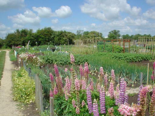 Allotments gardens at South Fen Road