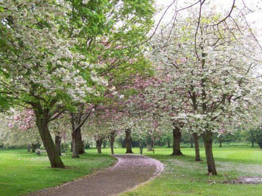 Wellhead Gardens in spring
